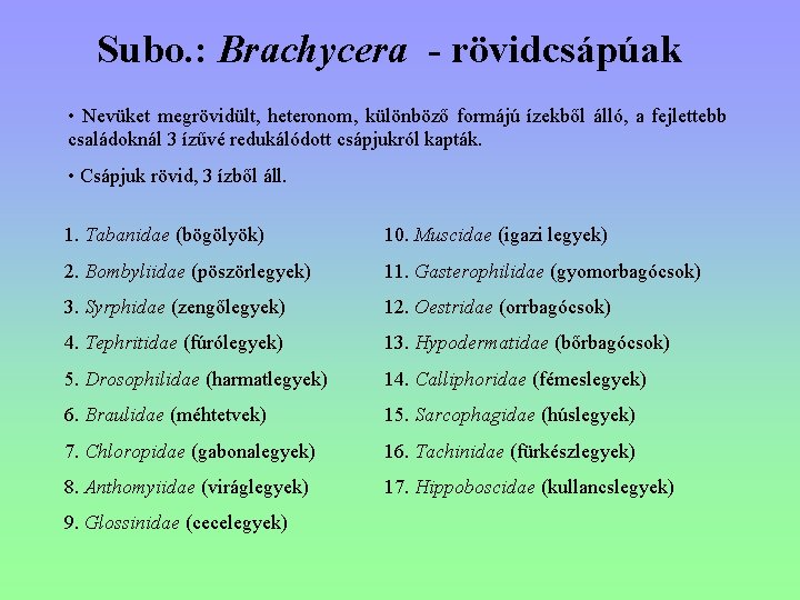 Subo. : Brachycera - rövidcsápúak • Nevüket megrövidült, heteronom, különböző formájú ízekből álló, a