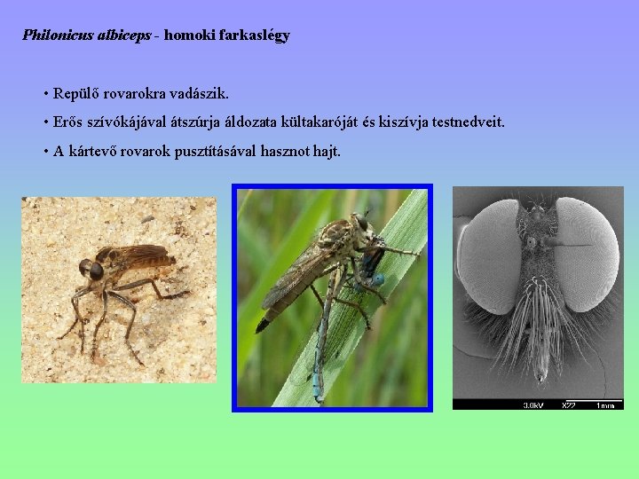 Philonicus albiceps - homoki farkaslégy • Repülő rovarokra vadászik. • Erős szívókájával átszúrja áldozata