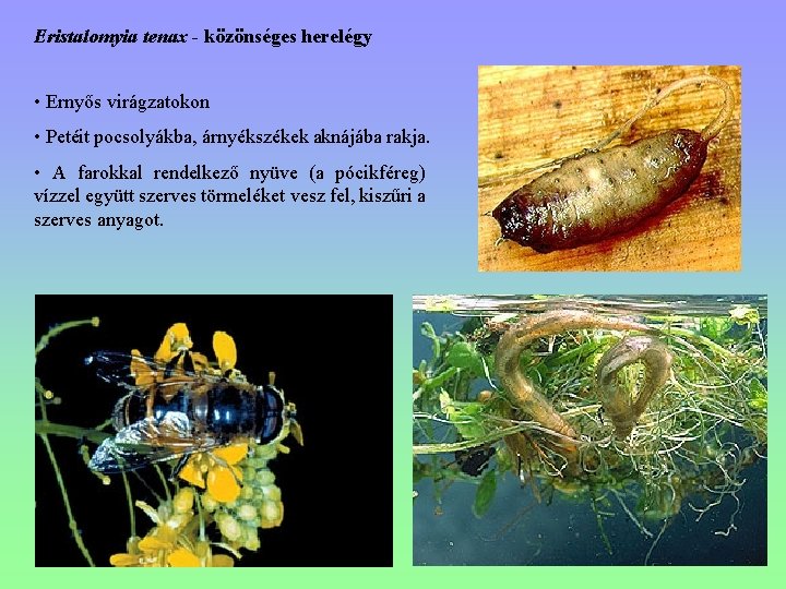 Eristalomyia tenax - közönséges herelégy • Ernyős virágzatokon • Petéit pocsolyákba, árnyékszékek aknájába rakja.