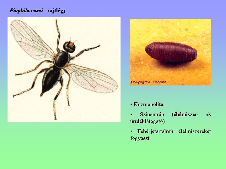 Piophila casei - sajtlégy • Kozmopolita. • Szinantróp ürüléklátogató) (élelmiszer- és • Fehérjetartalmú élelmiszereket