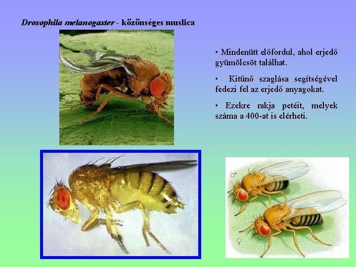 Drosophila melanogaster - közönséges muslica • Mindenütt előfordul, ahol erjedő gyümölcsöt találhat. • Kitűnő