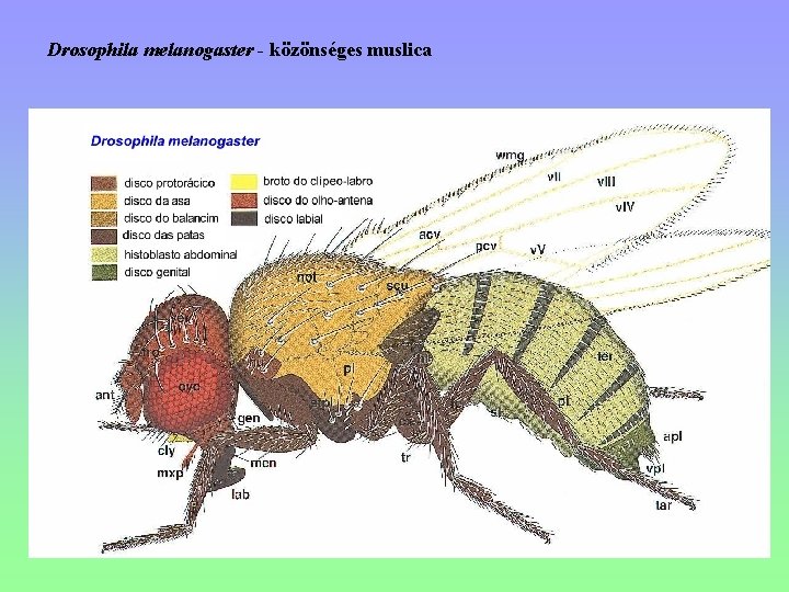 Drosophila melanogaster - közönséges muslica 