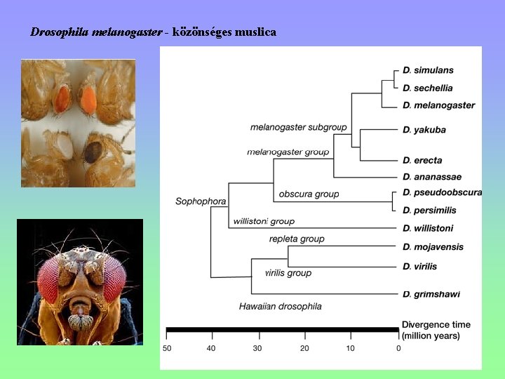 Drosophila melanogaster - közönséges muslica 