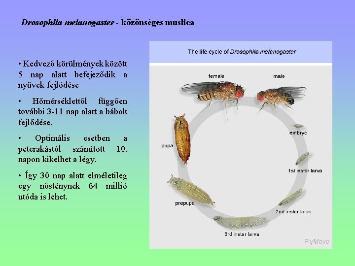 Drosophila melanogaster - közönséges muslica • Kedvező körülmények között 5 nap alatt befejeződik a