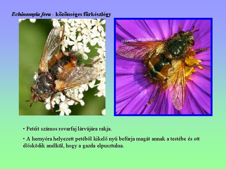 Echinomyia fera - közönséges fürkészlégy • Petéit számos rovarfaj lárvájára rakja. • A hernyóra