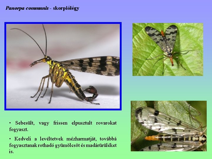 Panorpa communis - skorpiólégy • Sebesült, vagy frissen elpusztult rovarokat fogyaszt. • Kedveli a