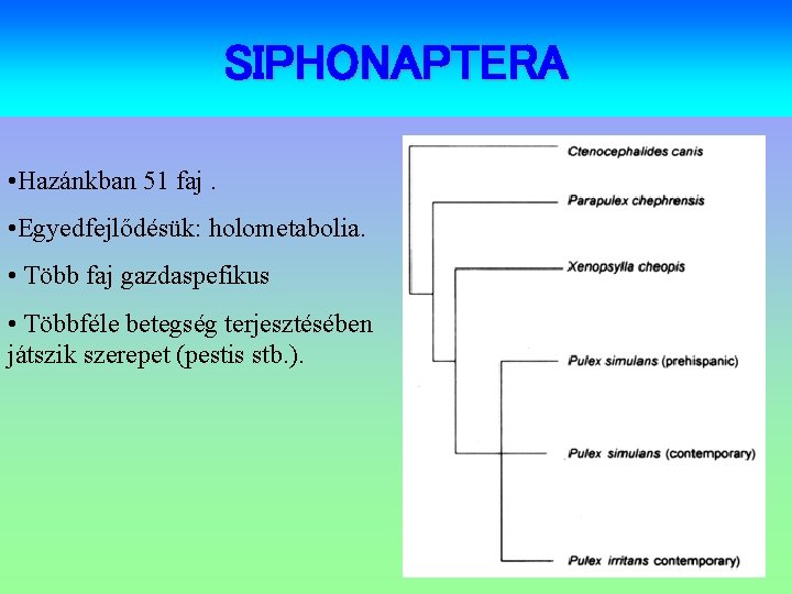 SIPHONAPTERA • Hazánkban 51 faj. • Egyedfejlődésük: holometabolia. • Több faj gazdaspefikus • Többféle