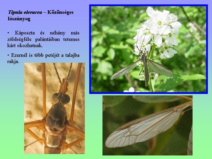 Tipula oleracea – Közönséges lószúnyog • Káposzta és néhány más zöldségféle palántáiban tetemes kárt