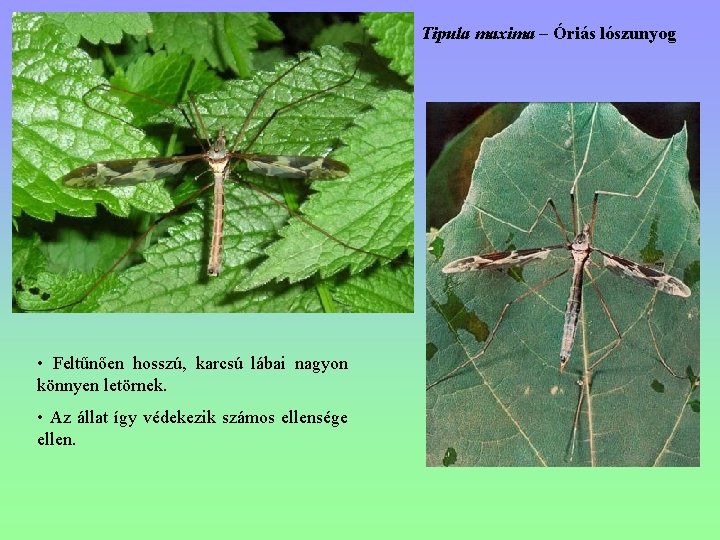 Tipula maxima – Óriás lószunyog • Feltűnően hosszú, karcsú lábai nagyon könnyen letörnek. •
