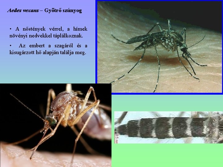 Aedes vexans – Gyötrő szúnyog • A nőstények vérrel, a hímek növényi nedvekkel táplálkoznak.