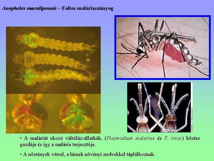 Anopheles maculipennis – Foltos maláriaszúnyog • A maláriát okozó váltóláz-állatkák, (Plasmodium malariae és P.