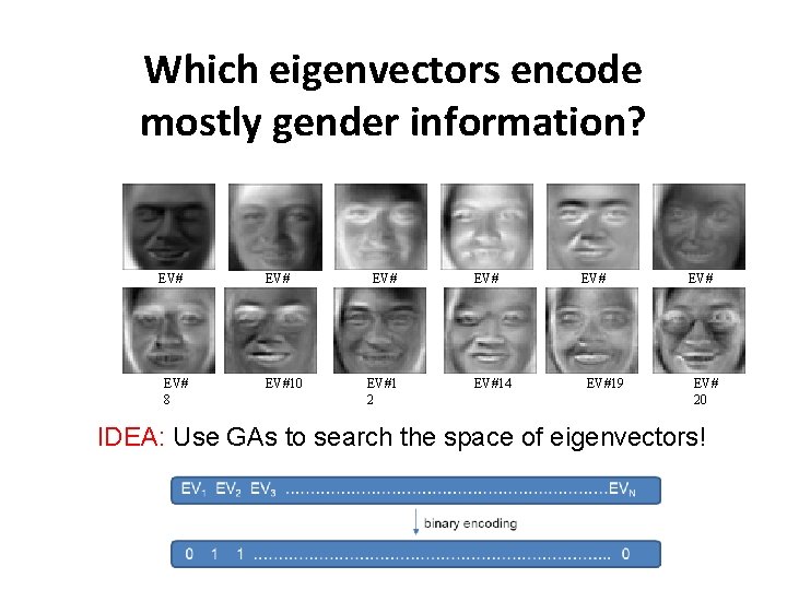 Which eigenvectors encode mostly gender information? EV# 1 EV# 8 EV# 2 EV#10 EV# Which eigenvectors encode mostly gender information? EV# 1 EV# 8 EV# 2 EV#10 EV#
