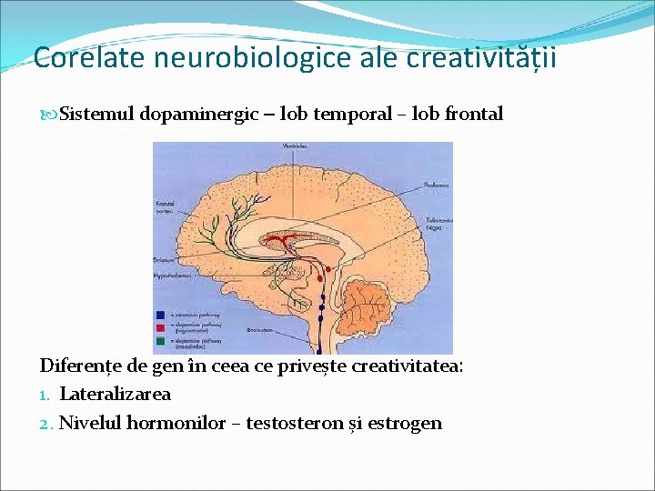Corelate neurobiologice ale creativității Sistemul dopaminergic – lob temporal – lob frontal Diferențe de