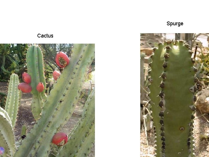 Spurge Cactus 