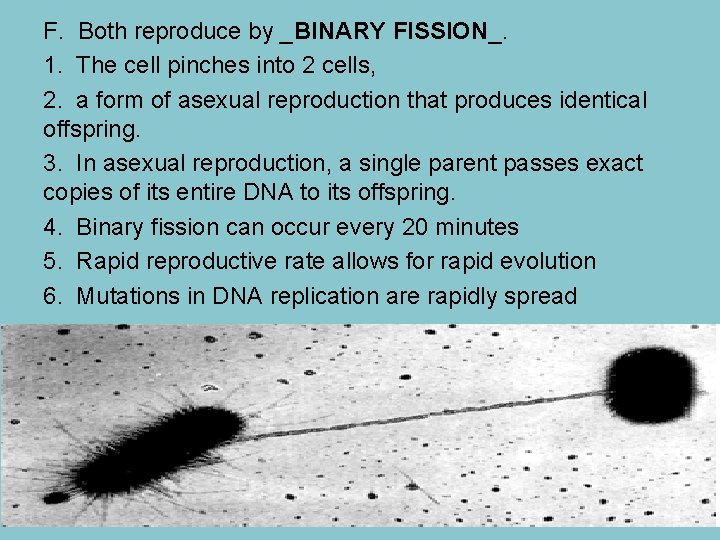 F. Both reproduce by _BINARY FISSION_. 1. The cell pinches into 2 cells, 2.