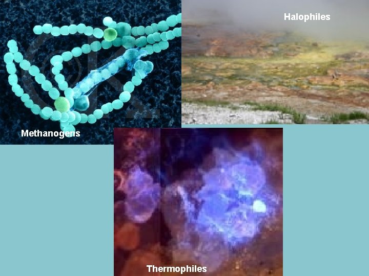 Halophiles Methanogens Thermophiles 