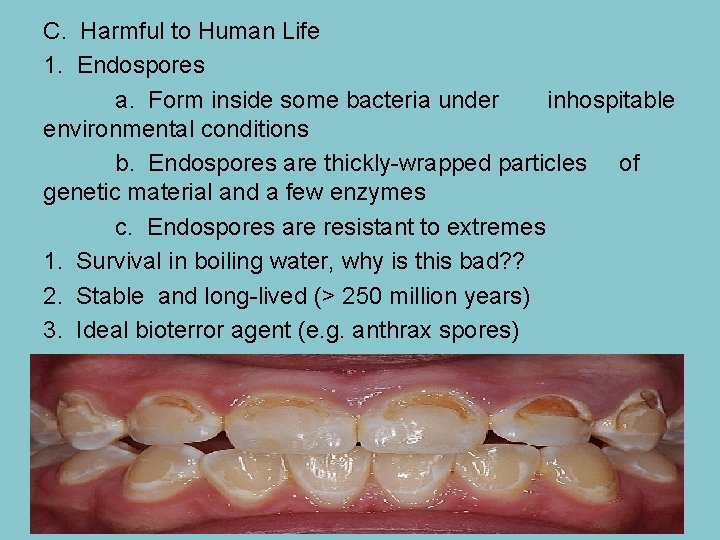 C. Harmful to Human Life 1. Endospores a. Form inside some bacteria under inhospitable