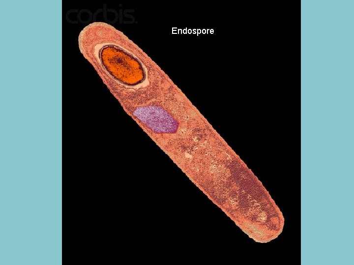 Endospore 