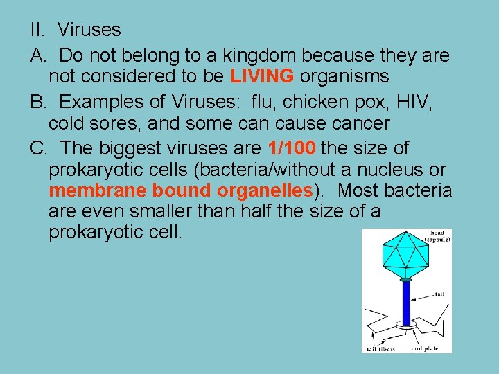 II. Viruses A. Do not belong to a kingdom because they are not considered