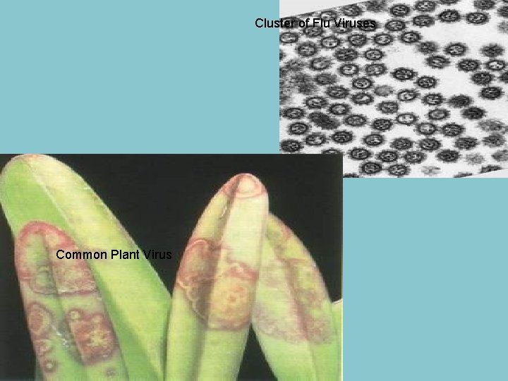Cluster of Flu Viruses Common Plant Virus 