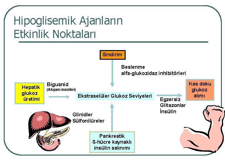 Hipoglisemik Ajanların Etkinlik Noktaları Sindirim Beslenme alfa-glukozidaz inhibitörleri Hepatik glukoz üretimi Biguanid (Akşam insülini)