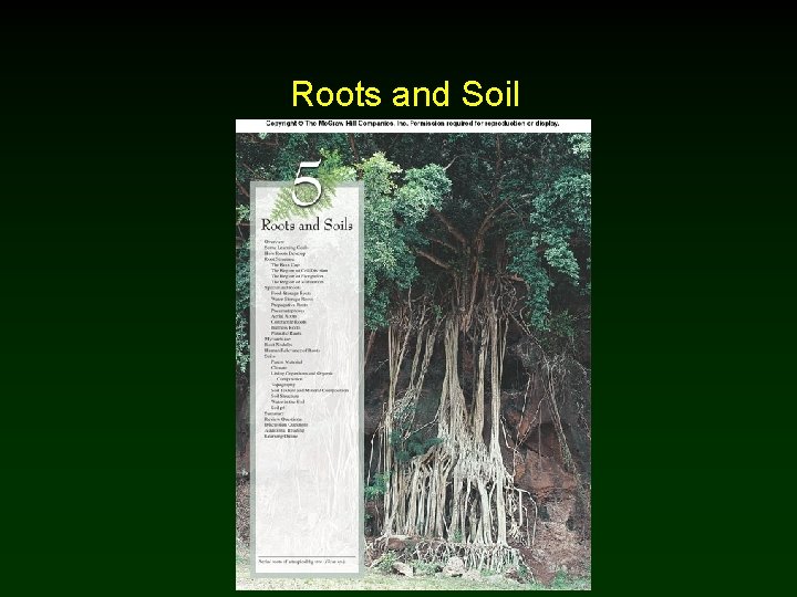 Third Level Chapter Roots Picture Roots and Soil Chapter 5 Outline Root Development