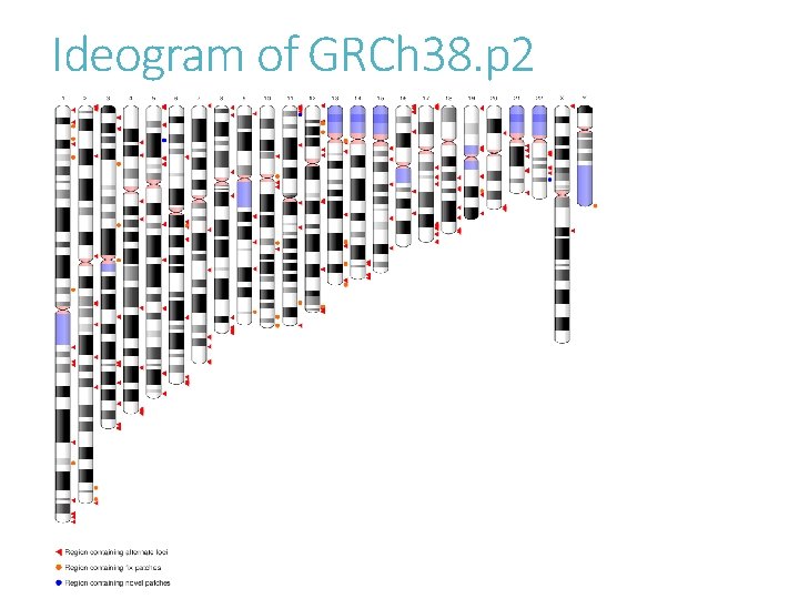 Ideogram of GRCh 38. p 2 