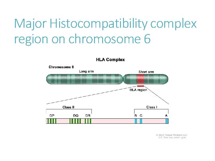 Major Histocompatibility complex region on chromosome 6 