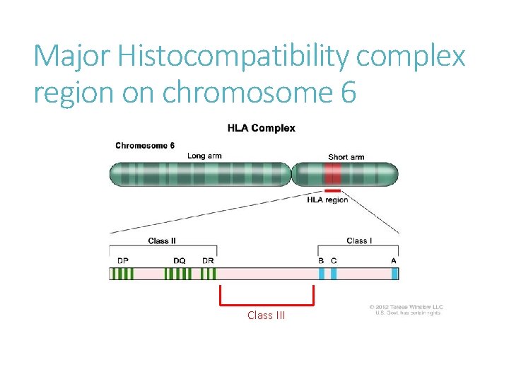 Major Histocompatibility complex region on chromosome 6 Class III 