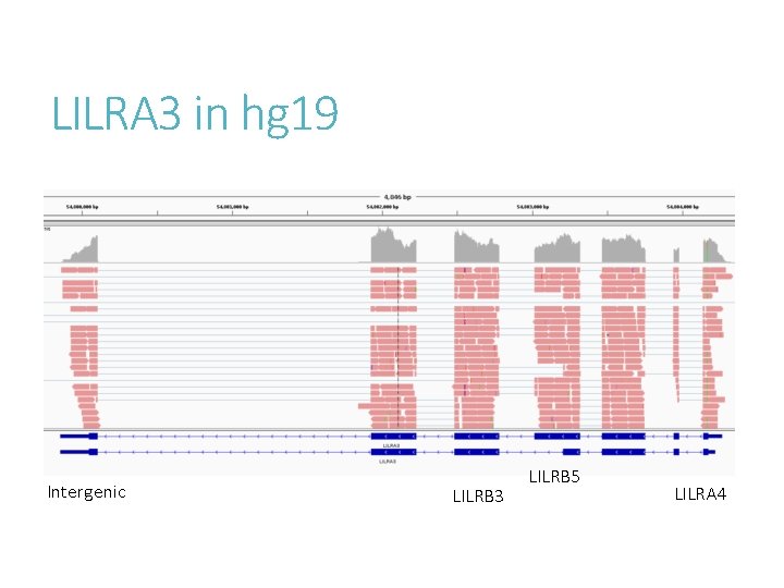 LILRA 3 in hg 19 Intergenic LILRB 3 LILRB 5 LILRA 4 