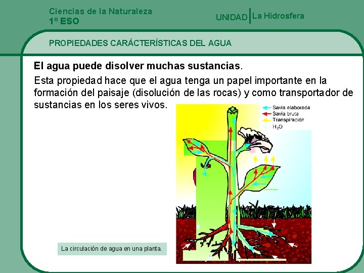 Ciencias de la Naturaleza UNIDAD La Hidrosfera 1º ESO PROPIEDADES CARÁCTERÍSTICAS DEL AGUA El