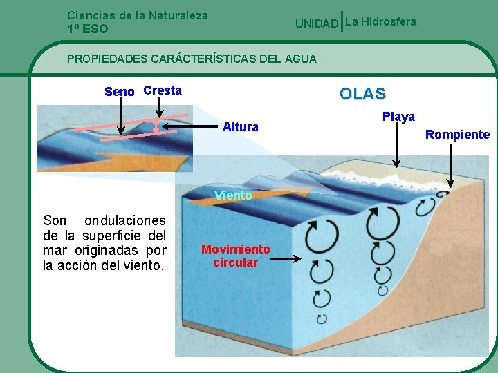 Ciencias de la Naturaleza UNIDAD La Hidrosfera 1º ESO PROPIEDADES CARÁCTERÍSTICAS DEL AGUA Seno