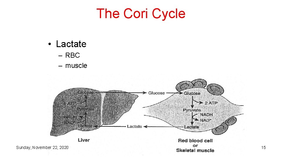 The Cori Cycle • Lactate – RBC – muscle Sunday, November 22, 2020 15