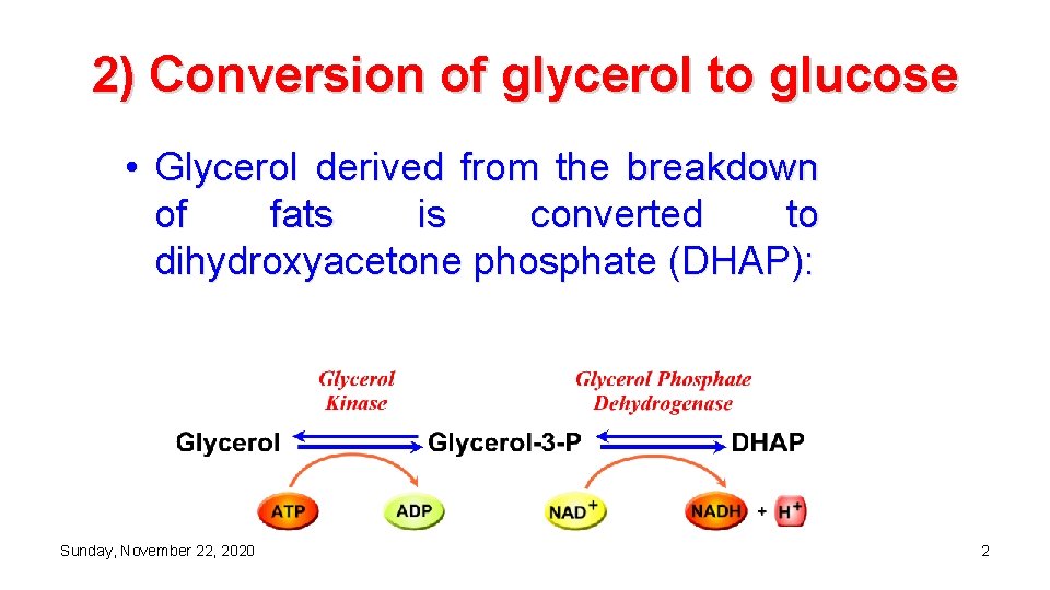 2) Conversion of glycerol to glucose • Glycerol derived from the breakdown of fats