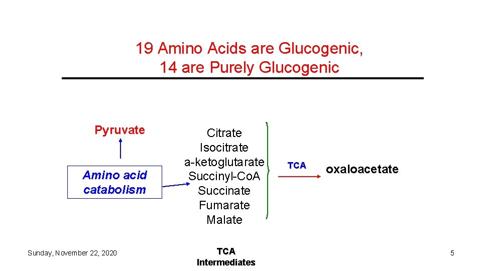 19 Amino Acids are Glucogenic, 14 are Purely Glucogenic Pyruvate Amino acid catabolism Sunday,