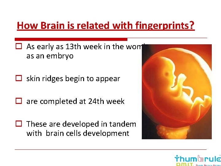 How Brain is related with fingerprints? o As early as 13 th week in