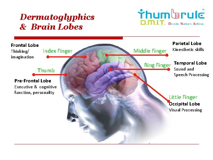 Dermatoglyphics & Brain Lobes Frontal Lobe Thinking/ imagination Parietal Lobe Index Finger Thumb Pre-Frontal