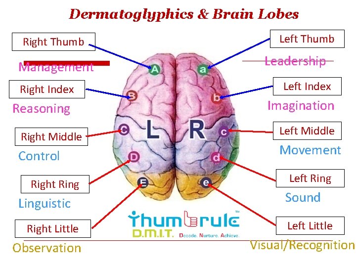 Dermatoglyphics & Brain Lobes Right Thumb Management Right Index Reasoning Right Middle Control Right