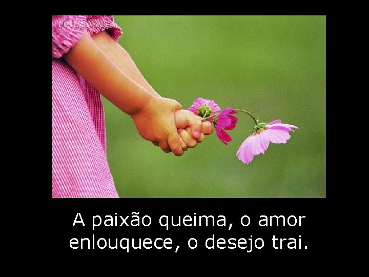 A paixão queima, o amor enlouquece, o desejo trai. A paixão queima, o amor enlouquece, o desejo trai.