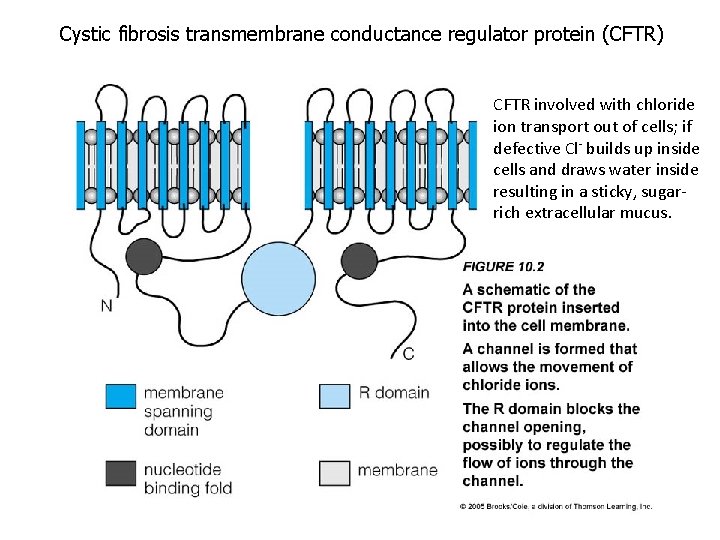 Cystic fibrosis transmembrane conductance regulator protein (CFTR) CFTR involved with chloride ion transport out