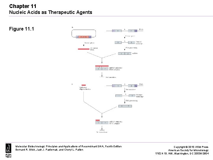 Chapter 11 Nucleic Acids as Therapeutic Agents Figure 11. 1 Molecular Biotechnology: Principles and