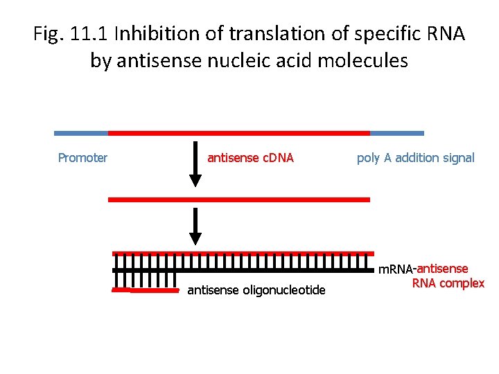 Fig. 11. 1 Inhibition of translation of specific RNA by antisense nucleic acid molecules