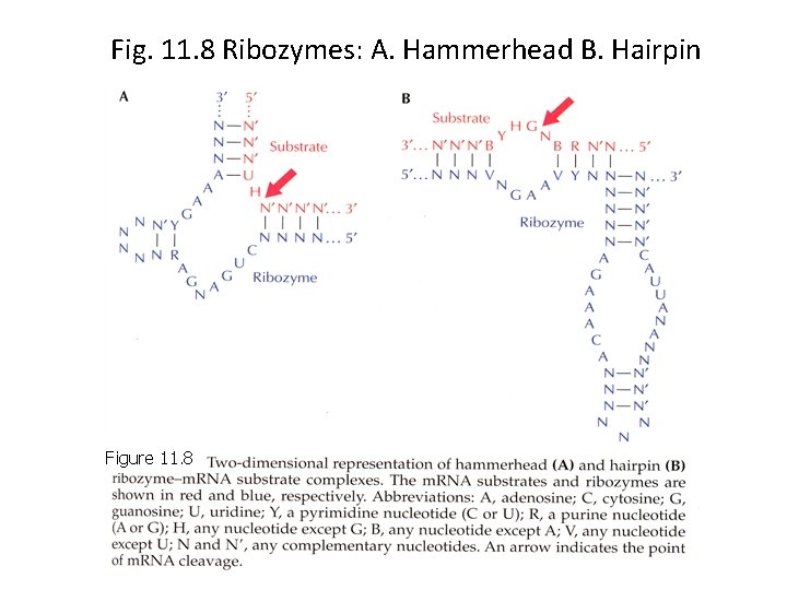 Fig. 11. 8 Ribozymes: A. Hammerhead B. Hairpin Figure 11. 8 