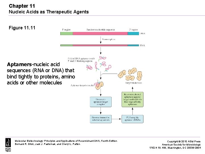 Chapter 11 Nucleic Acids as Therapeutic Agents Figure 11. 11 Aptamers-nucleic acid sequences (RNA