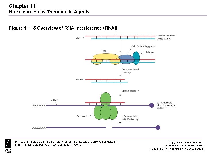 Chapter 11 Nucleic Acids as Therapeutic Agents Figure 11. 13 Overview of RNA interference