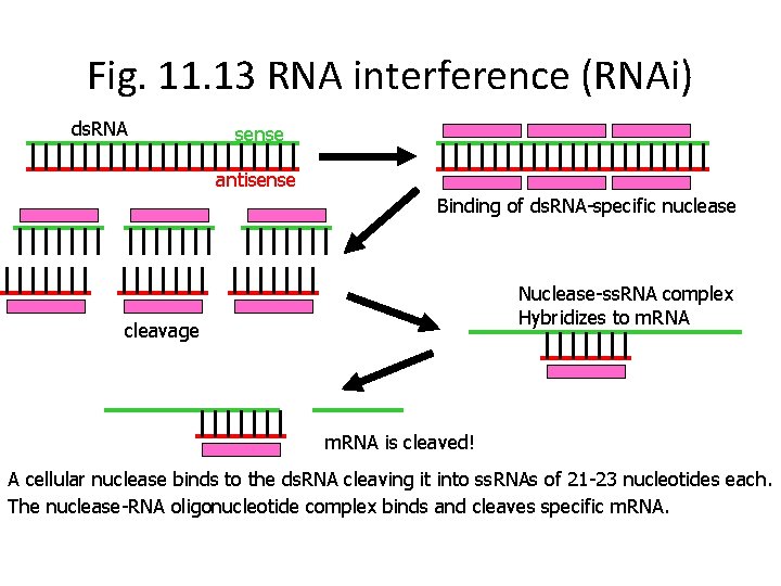 Fig. 11. 13 RNA interference (RNAi) ds. RNA sense antisense Binding of ds. RNA-specific