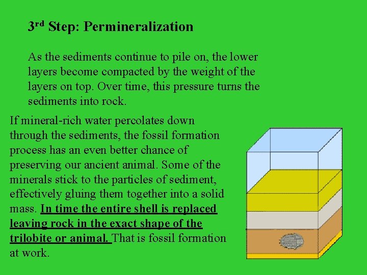 3 rd Step: Permineralization As the sediments continue to pile on, the lower layers