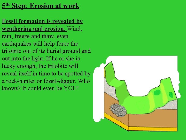 5 th Step: Erosion at work Fossil formation is revealed by weathering and erosion.