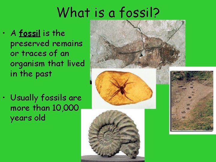 What is a fossil? • A fossil is the preserved remains or traces of