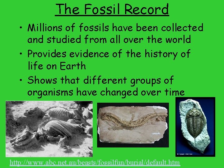 The Fossil Record • Millions of fossils have been collected and studied from all